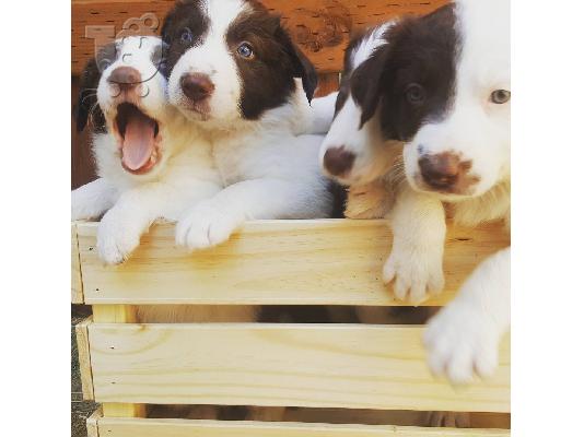 PoulaTo: Πανέμορφα κουτάβια Border Collie,